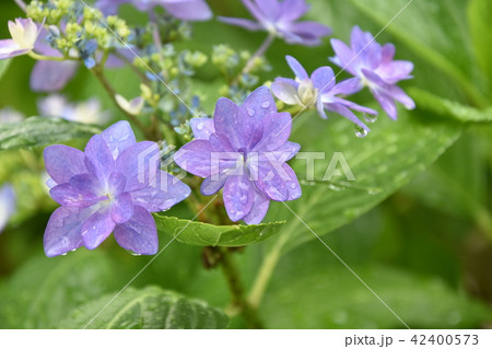 紫陽花 42400573