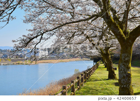 人吉城跡の桜 42400657