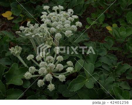 白き妖精はまぼうふう 42401256