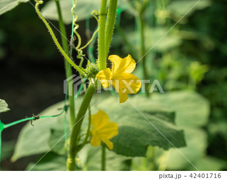 Yellow flowers on green cucumber leaves, close up Yellow flowers on green cucumber leaves, close up 42401716