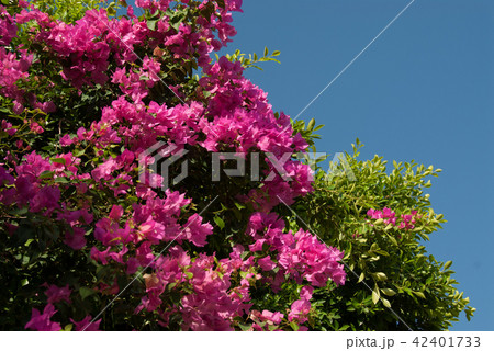 ブーゲンビリア 42401733