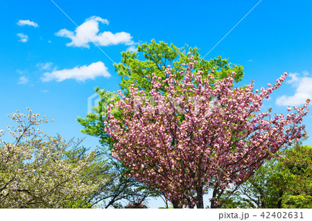 都市農業公園の五色桜・関山と青空 都市農業公園の五色桜・関山と青空 42402631