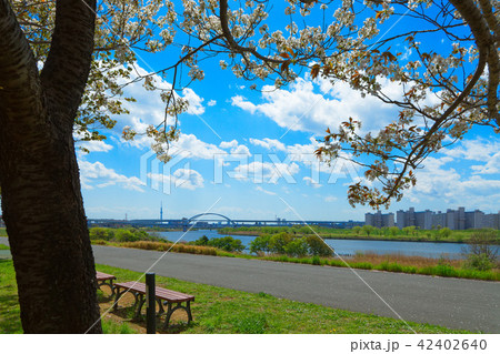 荒川堤の五色桜・駿河台匂と東京スカイツリー 荒川堤の五色桜・駿河台匂と東京スカイツリー 42402640