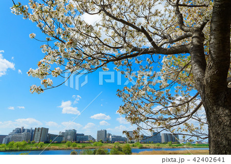 荒川堤の五色桜・駿河台匂と川の手住宅街 荒川堤の五色桜・駿河台匂と川の手住宅街 42402641