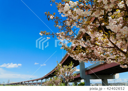 荒川堤の五色桜・関山と高速葛飾川口線 42402652