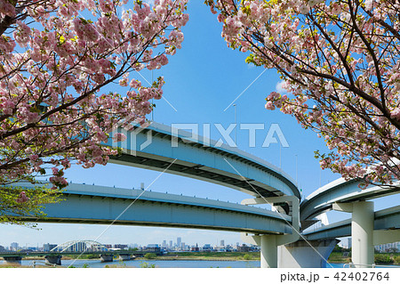 江北ジャンクションと満開の桜 江北ジャンクションと満開の桜 42402764