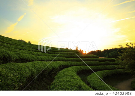 の多元 ポリグラフ 緑茶 42402908