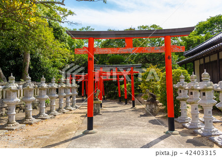 洲本八幡神社の赤鳥居と石燈籠  42403315