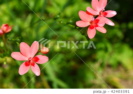 ヒメヒオウギ 42403391