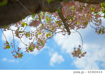 都市農業公園の五色桜・朱雀 42403414