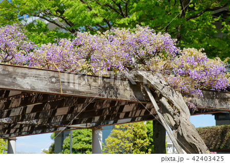 都市農業公園の咲き始めの藤の花 都市農業公園の咲き始めの藤の花 42403425