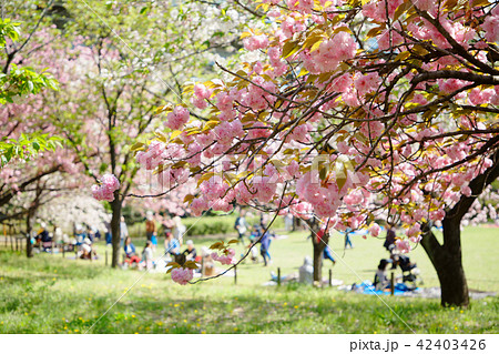 都市農業公園の五色桜・関山 42403426