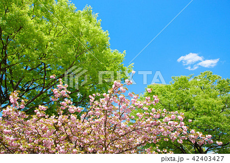 都市農業公園の五色桜・関山と若葉に新緑 都市農業公園の五色桜・関山と若葉に新緑 42403427