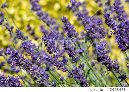 summer lavender flowering in garden summer lavender flowering in garden 42403473