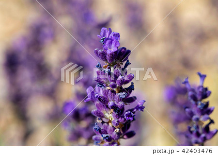 summer lavender flowering in garden 42403476