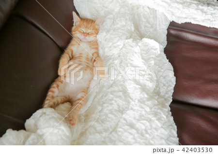 子猫 子猫 42403530