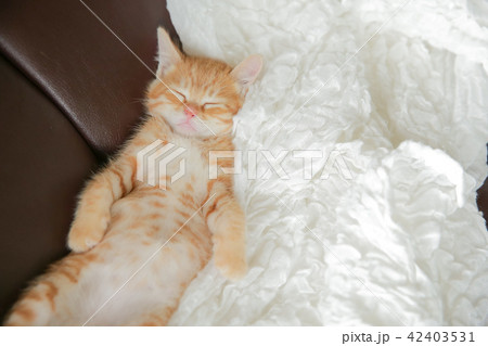 子猫 子猫 42403531