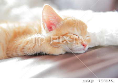 子猫 子猫 42403551