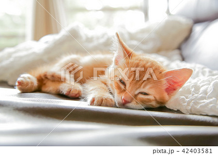 子猫 子猫 42403581