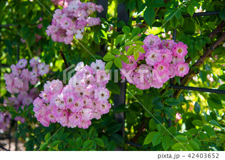 薔薇　岩見沢バラ園 42403652