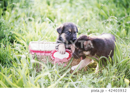 Little puppies in a basket on a green grass background Little puppies in a basket on a green grass background 42403932