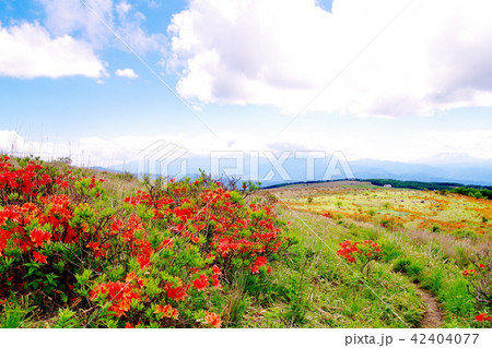 霧ヶ峰高原　レンゲツツジ 42404077