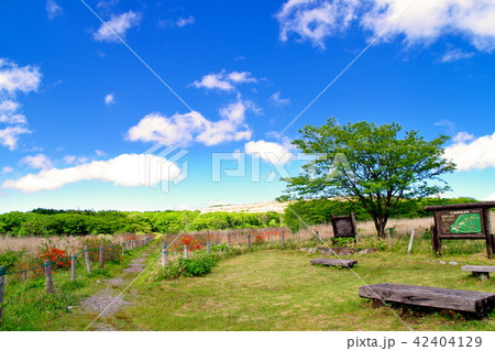 霧ヶ峰高原　レンゲツツジ 42404129