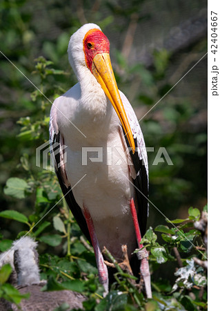 White stork (mycteria cinerea)  42404667