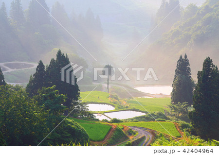 朝靄たなびく山古志の棚田 朝靄たなびく山古志の棚田 42404964