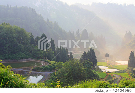 朝靄たなびく山古志の棚田 朝靄たなびく山古志の棚田 42404966