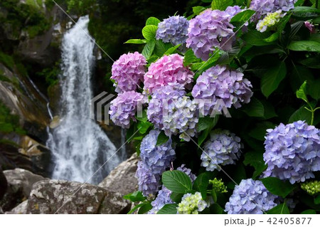 見返りの滝の紫陽花 見返りの滝の紫陽花 42405877