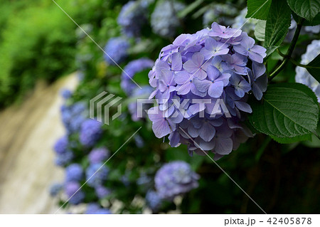 見返りの滝の紫陽花 見返りの滝の紫陽花 42405878