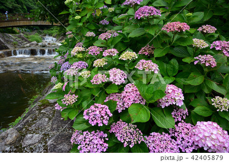 見返りの滝の紫陽花 見返りの滝の紫陽花 42405879