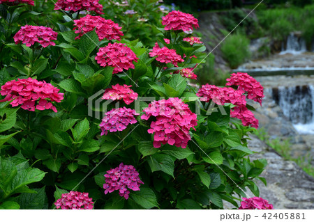 見返りの滝の紫陽花 見返りの滝の紫陽花 42405881