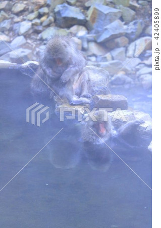 おさるさん 42405899