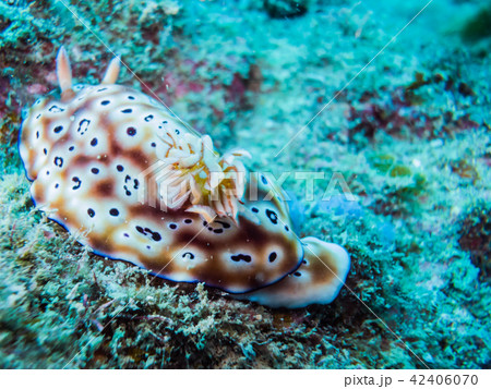 ヒョウモンウミウシ (Chromodoris leopardus)。和歌山・串本 42406070