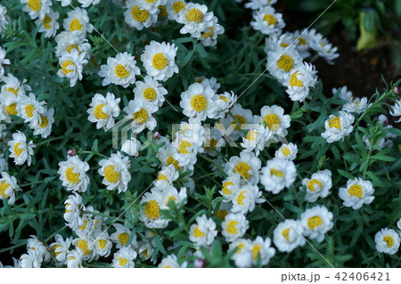 花簪　ハナカンザシ　花言葉は「思いやり」 42406421