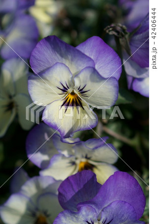 パンジー ビオラ 花言葉は 信頼 の写真素材