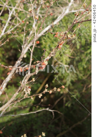 房桜 フサザクラ　早春の山で目立ちます。 42406450