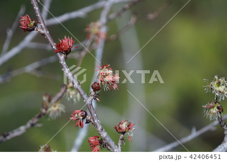 房桜 フサザクラ　早春の山で目立ちます。 42406451