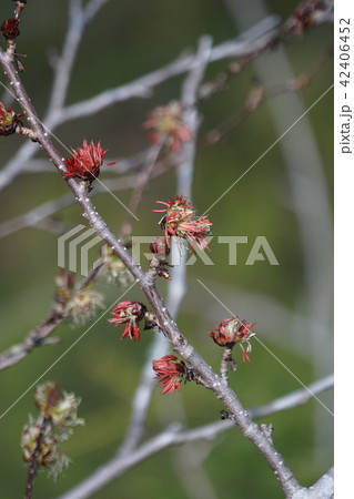 房桜 フサザクラ　早春の山で目立ちます。 42406452
