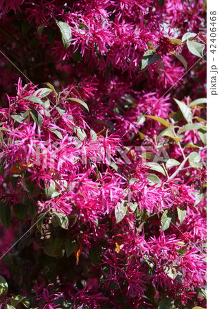 紅花常盤満作 花言葉は おまじない の写真素材