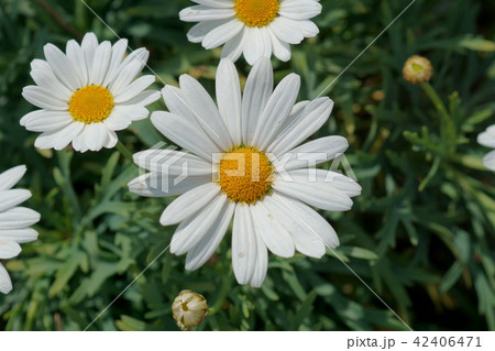 白いマーガレットの花言葉は 秘めた愛 の写真素材