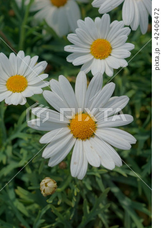 白いマーガレットの花言葉は 秘めた愛 の写真素材