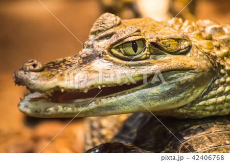 Close up on the head of a caiman Close up on the head of a caiman 42406768