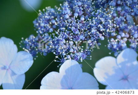 高畑不動でみた紫陽花の花 高畑不動でみた紫陽花の花 42406873