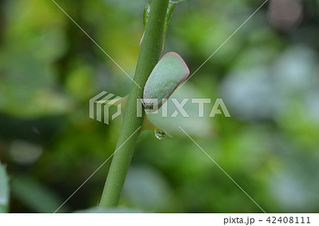 ガーデニングイメージ素材、昆虫、バラの枝にアオバハゴロモ 42408111