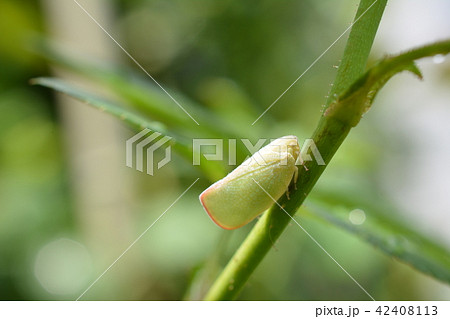 ガーデニングイメージ素材、昆虫、バラの枝にアオバハゴロモ 42408113