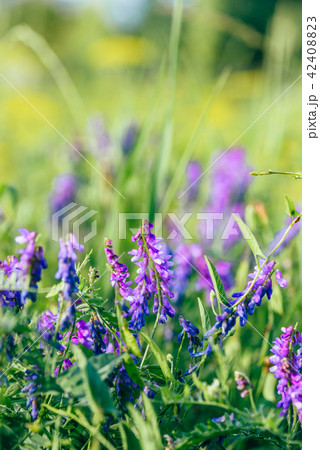 Beautiful blue vetch flowers. 42408823