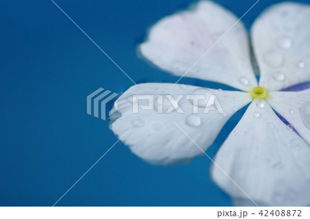 浮く花 42408872